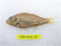 藏品(羽根田氏發光鯛)的圖片